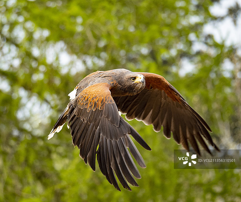 老鹰在树木间飞翔的低角度照片图片素材