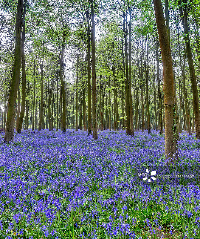 森林中的紫色植物景观图片素材