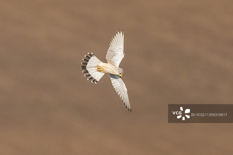 户外飞行的红隼猛禽特写图片素材