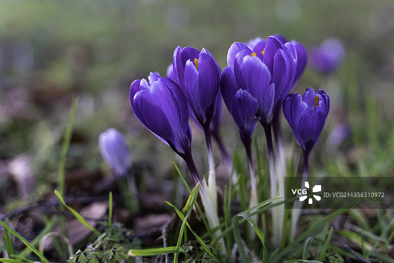英国东格林斯特德田野上的紫色番红花特写图片素材