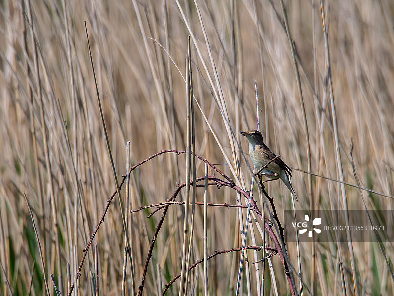莺栖息在草地上的特写图片素材