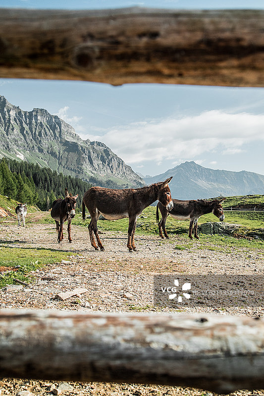 透过木栅栏看到的驴的侧面图，瑞士图片素材