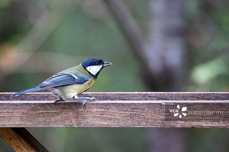 栖息在木头上的山雀特写，英国东格林斯蒂德图片素材
