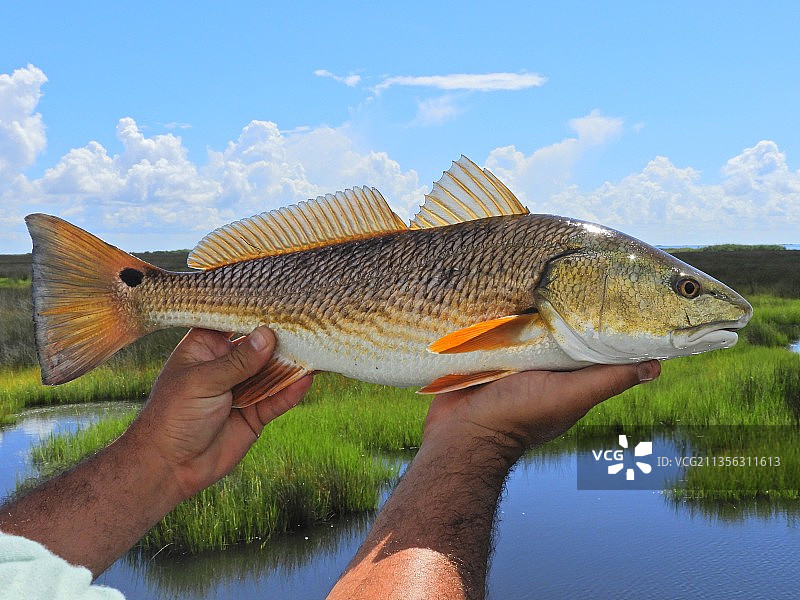 手持红鲈鱼图片素材