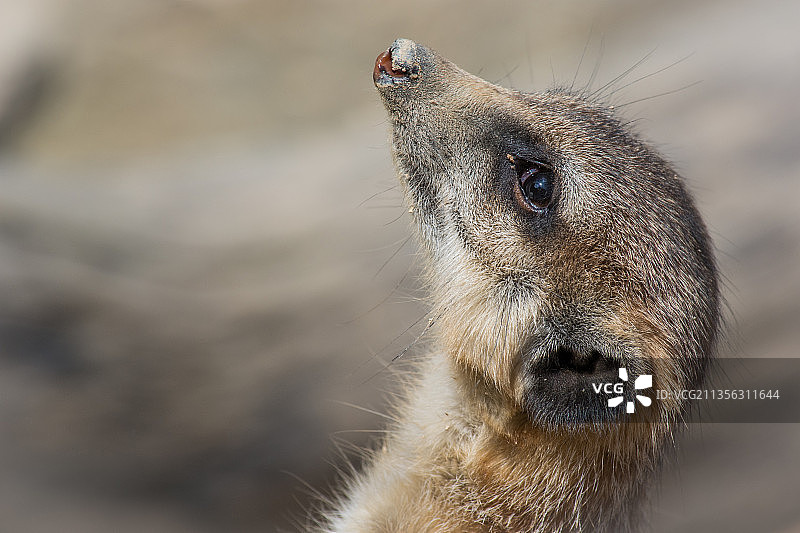 狐獴特写图片素材