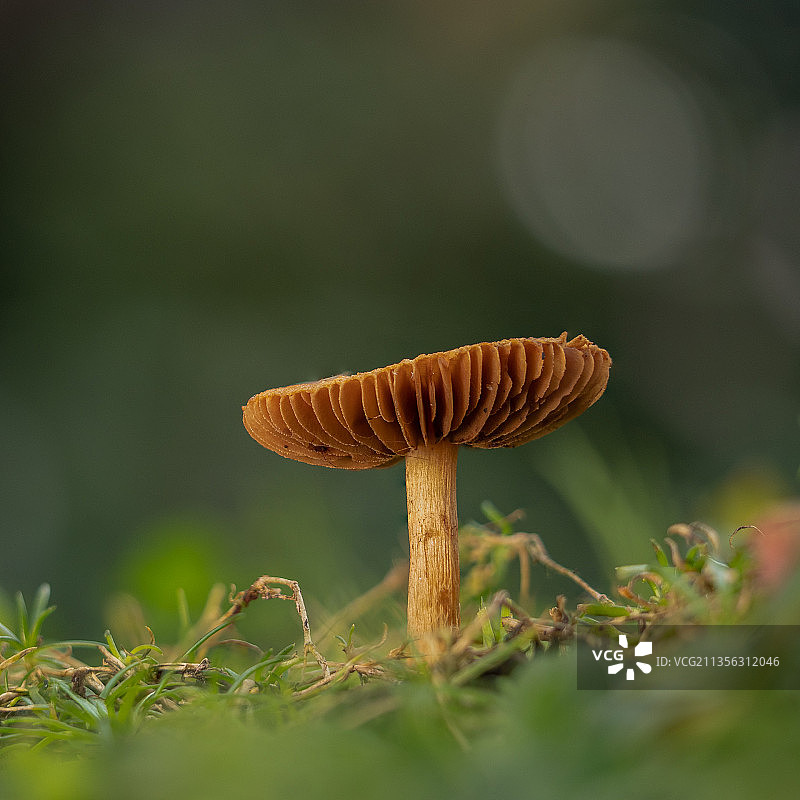 英国卡特顿布里兹诺顿田野里生长的蘑菇特写图片素材