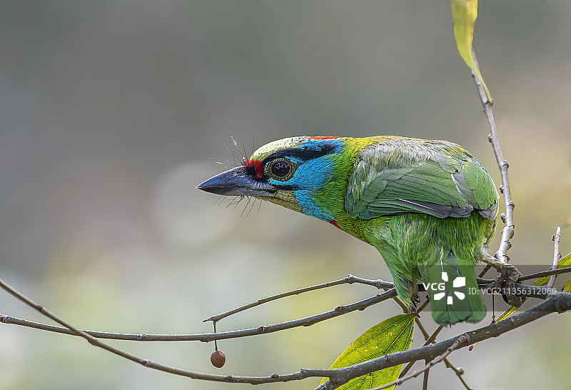越南大叻树枝上栖息的唐纳雀特写图片素材