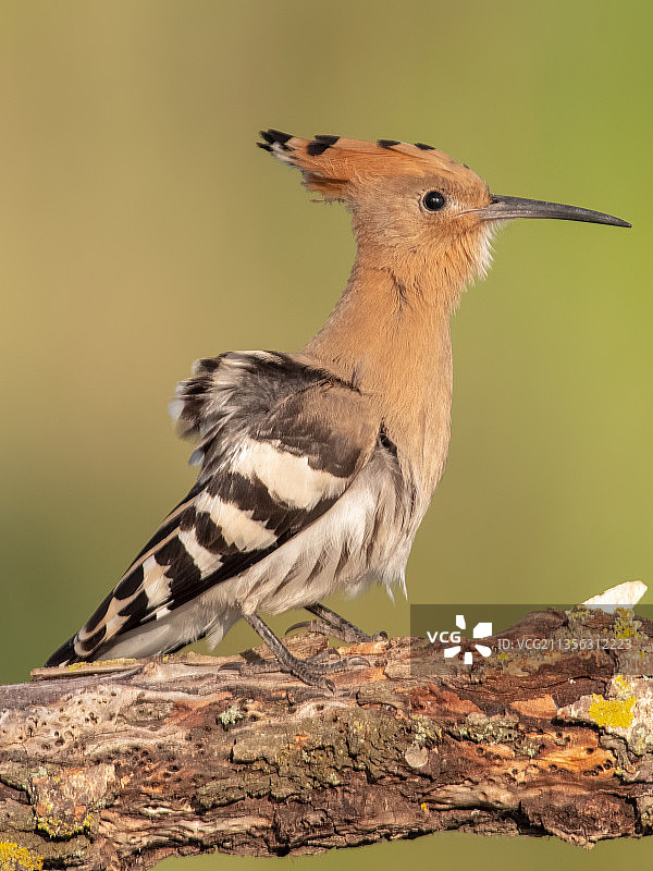 戴胜鸟栖息在树枝上的特写图片素材