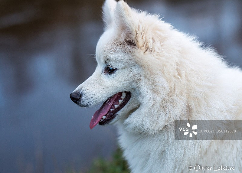 纯种尖嘴犬望向远方的特写图片素材