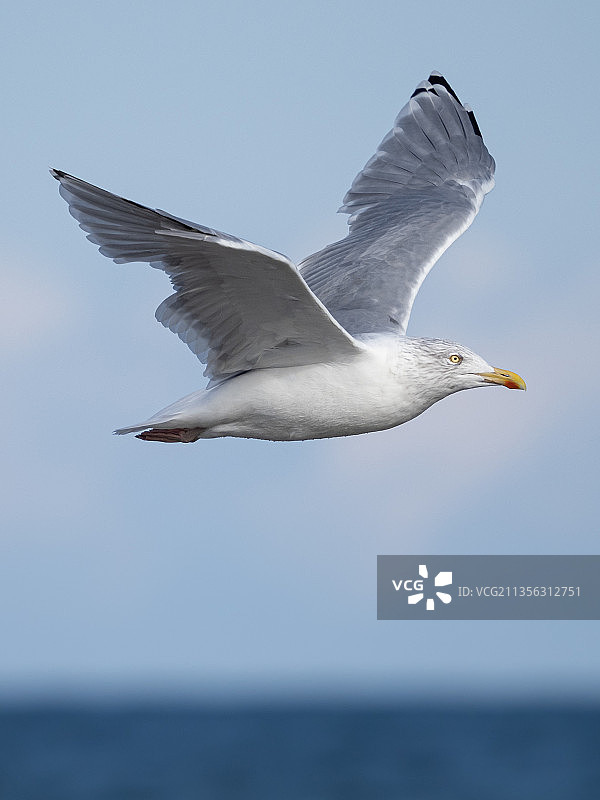 德国海面上飞翔的银鸥特写图片素材