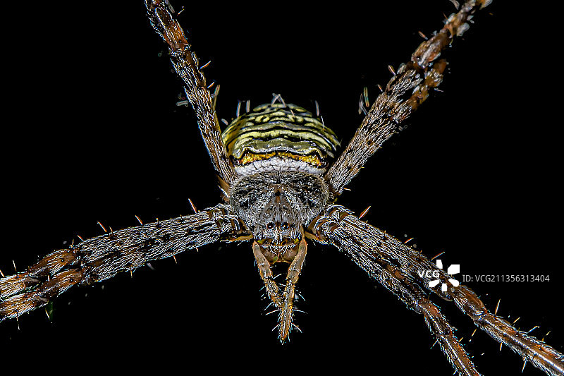 印度：黑色背景下，蜘蛛在网上结网的特写图片素材