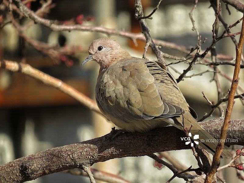 栖息在树枝上的鸽子特写图片素材