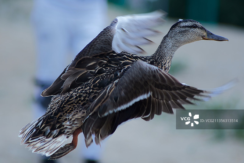 户外飞翔的鹬鸟特写，白俄罗斯图片素材