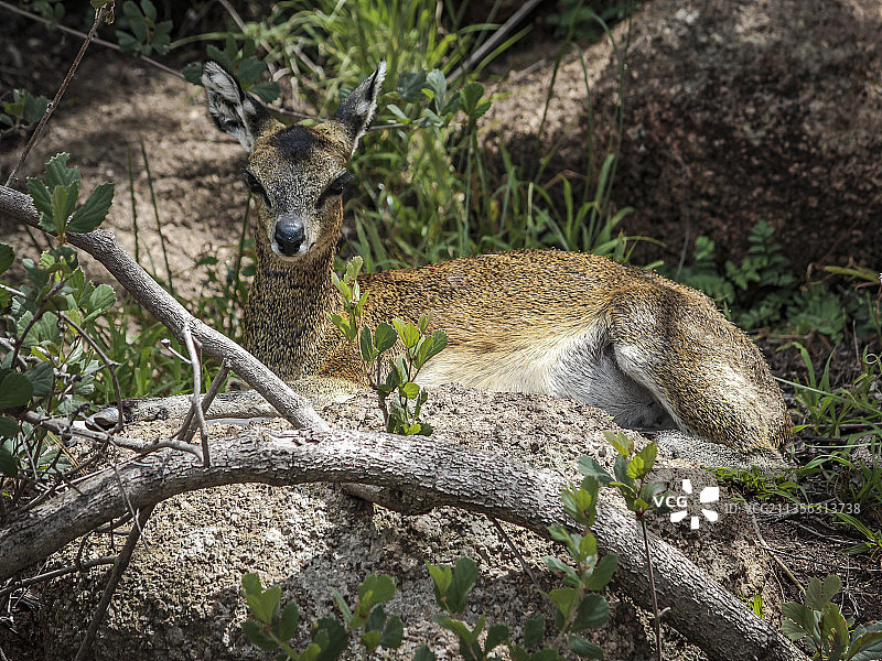 小麂坐在田野上的高角度视图图片素材