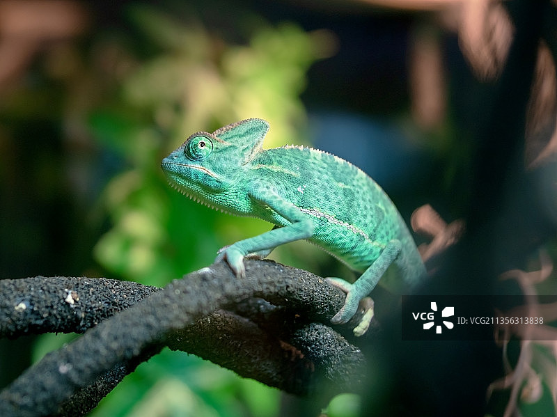 植物上的变色龙特写图片素材