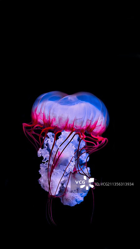 伦敦水族馆中游泳的水母特写，英国图片素材