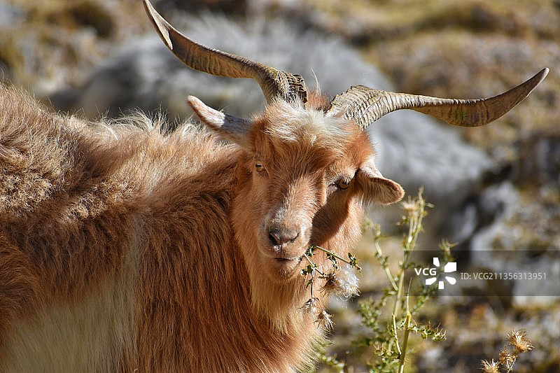 站在田野上的高地牛肖像图片素材