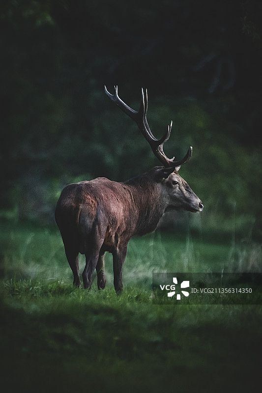 法国阿尔萨斯地区田野中红鹿的侧面图片素材