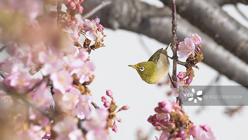 栖息在樱花上的鸣禽特写图片素材