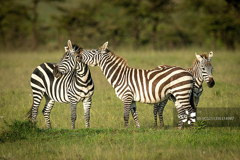 肯尼亚马赛马拉纳罗克，两只斑马图片素材