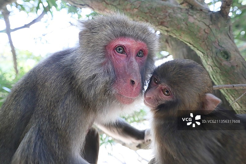 田野里猴子的特写图片素材