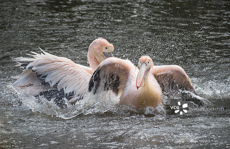 荷兰湖中火烈鸟游泳的俯视照片图片素材