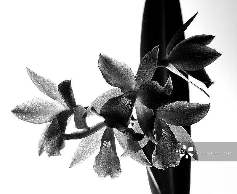 白色背景下的鲜花特写图片素材