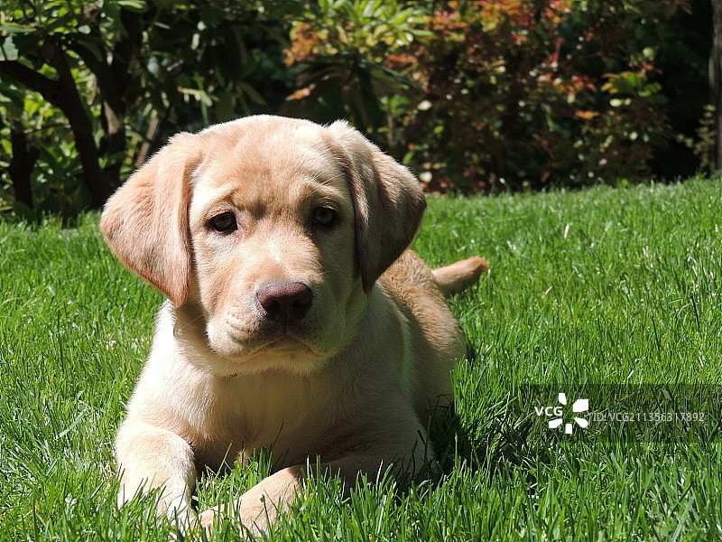 拉布拉多寻回犬草地坐姿特写肖像图片素材