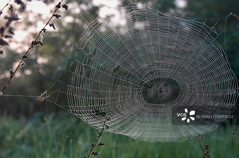 蜘蛛在网上的特写镜头图片素材