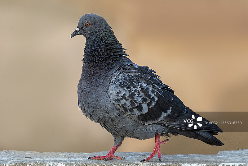 巴基斯坦卡拉奇户外岩鸽特写图片素材