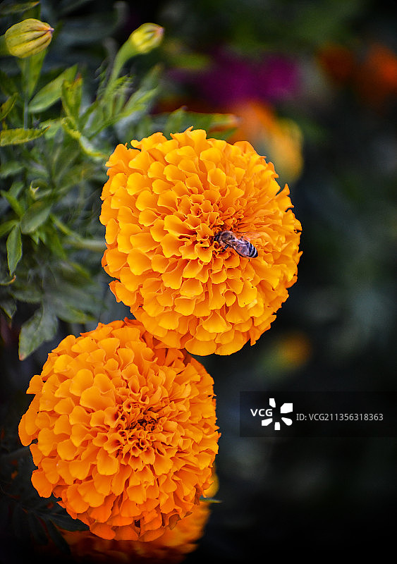 橙色万寿菊花朵特写图片素材