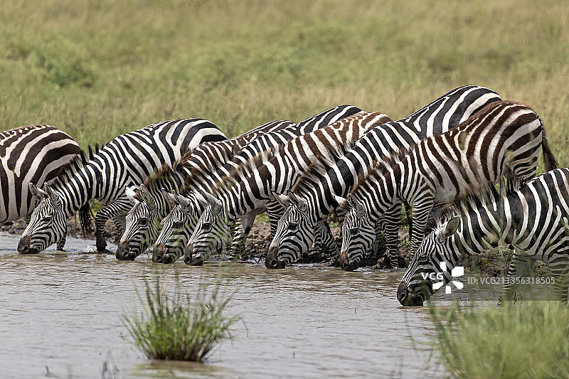 内罗毕国家公园斑马线侧视图，肯尼亚图片素材