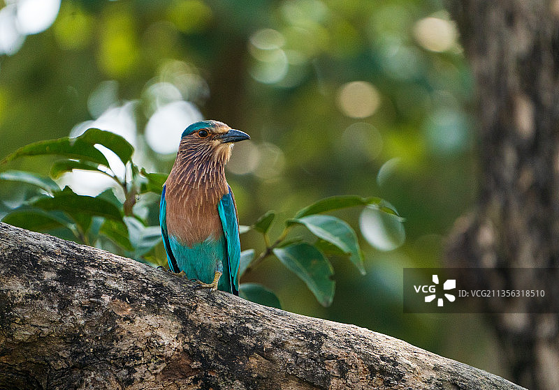 热带丁香栖息在树上的特写，印度班达夫加国家公园图片素材