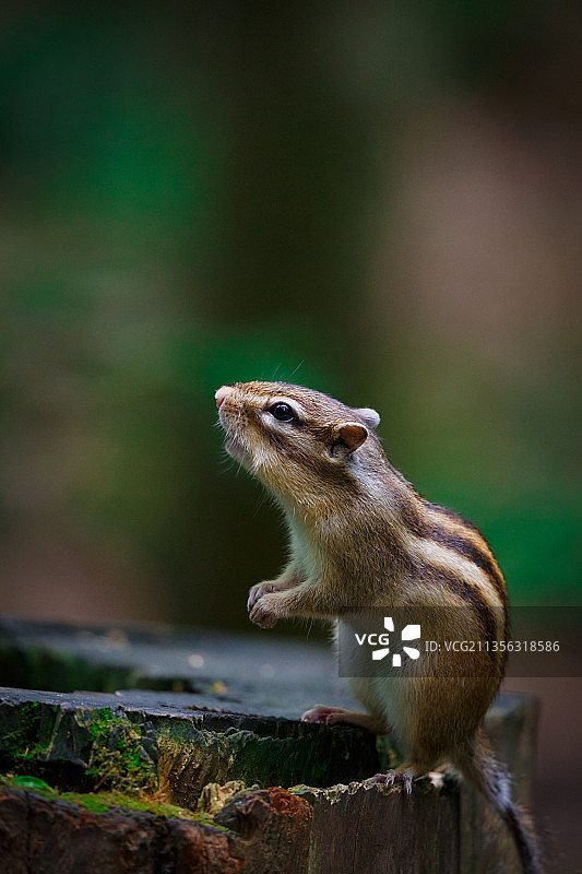 木头上飞鼠的特写图片素材