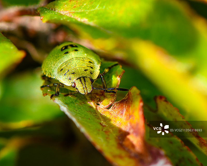 树叶上的昆虫特写，乌克兰利沃夫图片素材