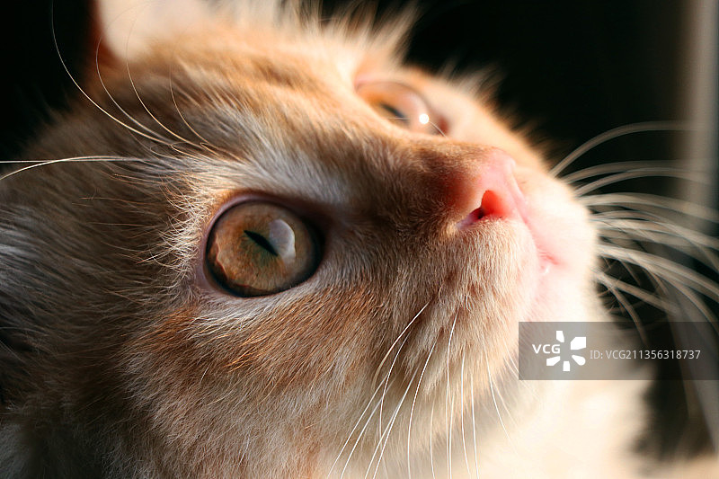 猫的特写肖像图片素材