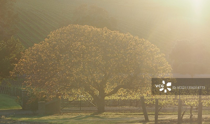 澳大利亚南澳大利亚州克莱尔山谷的田野树木图片素材