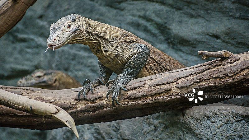 科莫多巨蜥特写图片素材