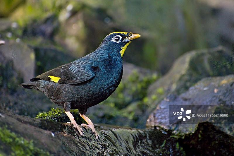 黑歌鸫栖息在岩石上的特写图片素材