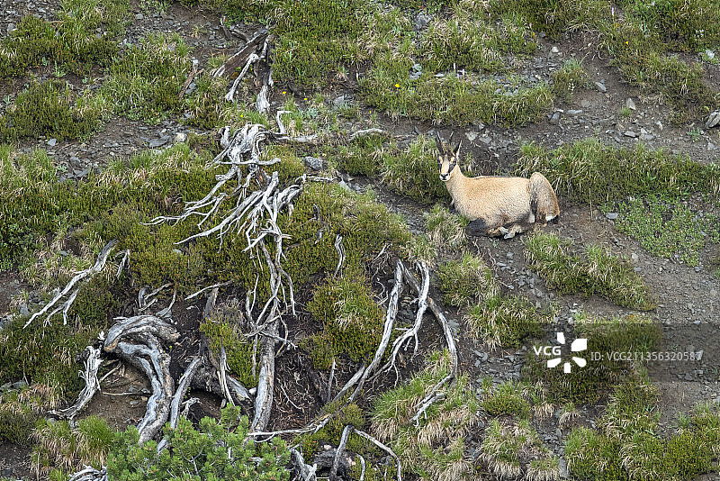 意大利松德里奥利维尼奥高角度阿尔卑斯山羚羊图片素材