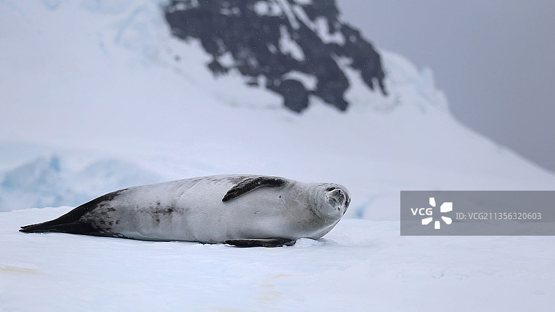 南极洲雪地上休息的海豹特写图片素材
