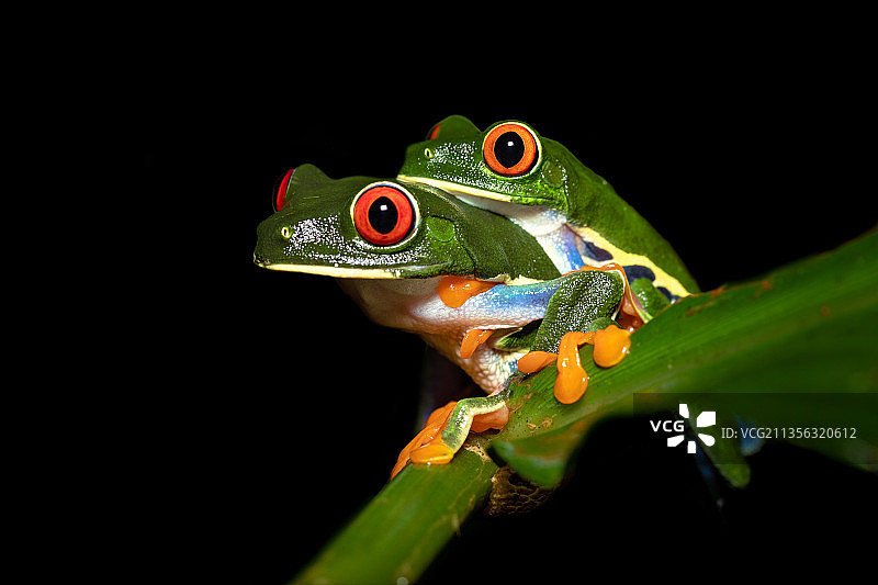 黑色背景树枝上的红色特写图片素材