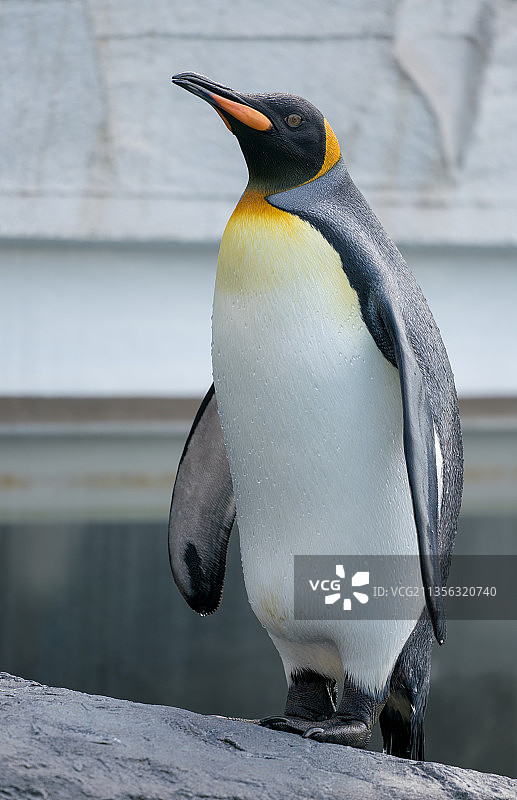 户外栖息的帝企鹅特写，日本北海道图片素材