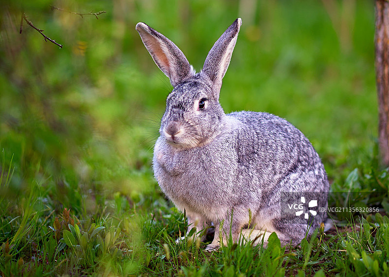 原尾兔在田野特写图片素材