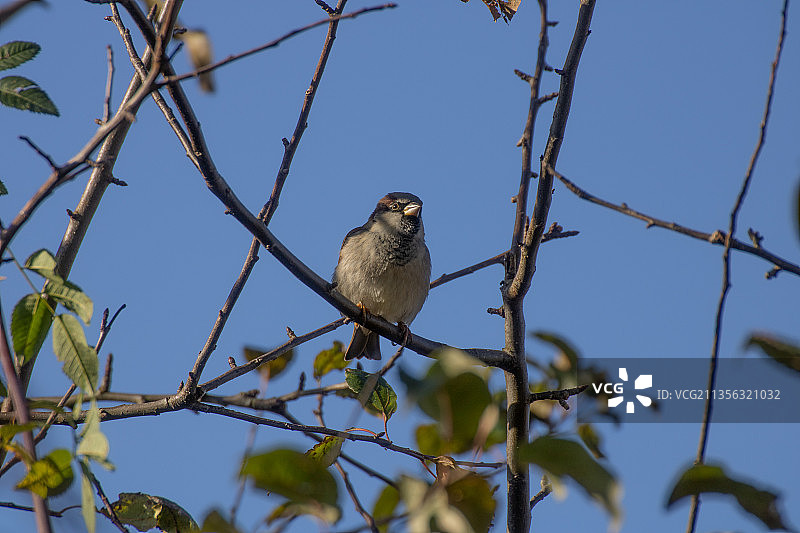 低角度拍摄栖息在树上的歌带鹀图片素材