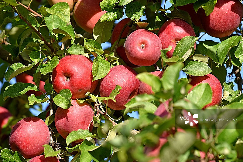法国蒙卡雷，树上生长的苹果特写图片素材