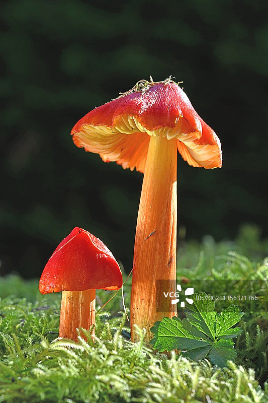 田野中的毒蝇伞特写，法国图片素材