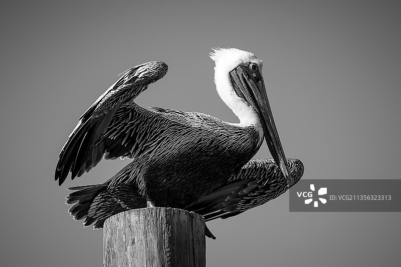 鹈鹕栖息在木桩上的低角度视图，美国南卡罗来纳州波利斯岛图片素材