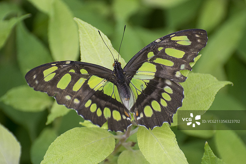 叶子上的蝴蝶特写图片素材