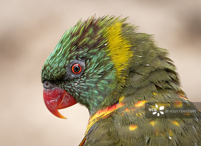 特写的孔雀图片素材